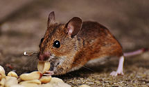 24 Hour & Emergency Exterminators in Rockdale, IL